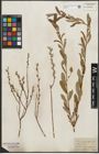 Foto von Salix purpurea L. x Salix repens L.